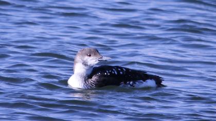 Karagerdanlı dalgıç