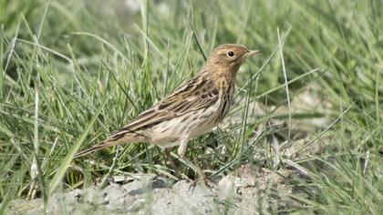 Kızılgerdanlı incirkuşu