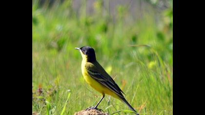 Sarı kuyruksallayan