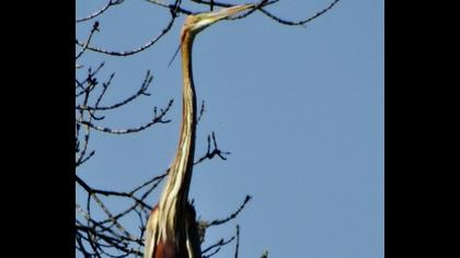 Erguvani balıkçıl