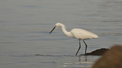 Küçük ak balıkçıl