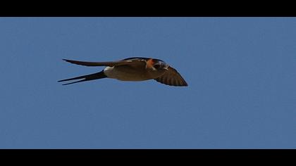 Kızıl kırlangıç