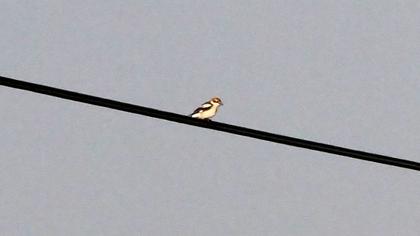 Kızılbaşlı örümcekkuşu