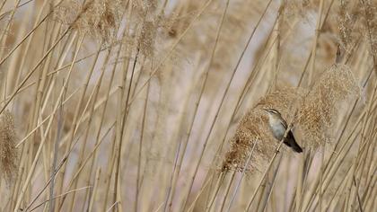 Kındıra kamışçını