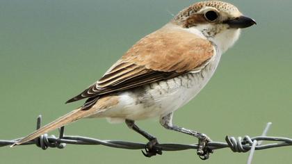 Kızılsırtlı örümcekkuşu