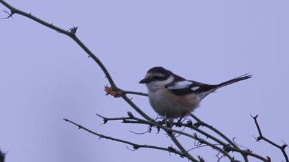 Maskeli örümcekkuşu