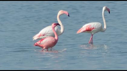Küçük flamingo