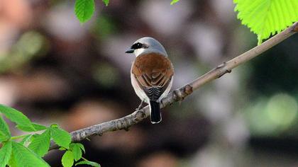 Kızılsırtlı örümcekkuşu