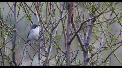 Küçük akgerdanlı ötleğen