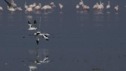 Pied Avocet