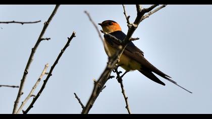 Kızıl kırlangıç