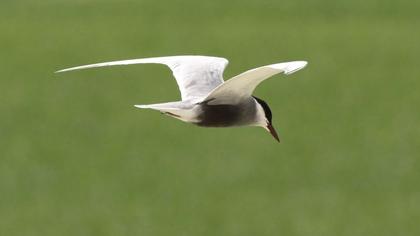 Whiskered Tern
