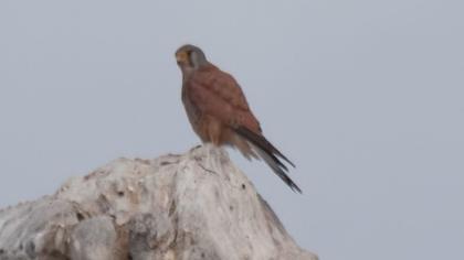 Common Kestrel