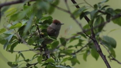 Karabaşlı ötleğen