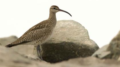 Sürmeli kervançulluğu