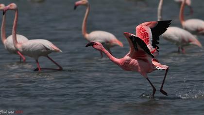 Küçük flamingo