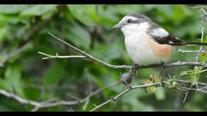 Maskeli örümcekkuşu