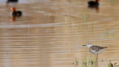 Orman düdükçünü