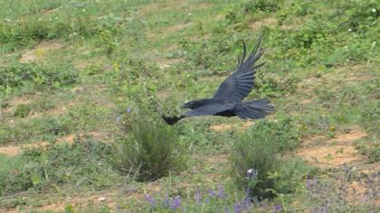 Northern Raven