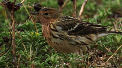 Kızılgerdanlı incirkuşu