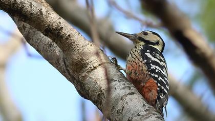 Aksırtlı ağaçkakan