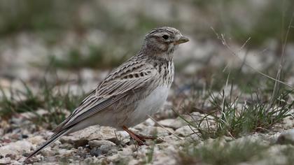 Türkistan çorak toygarı