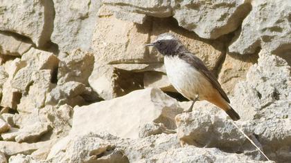 Kızılca kuyrukkakan