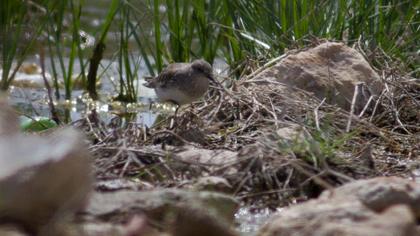 Sarıbacaklı kumkuşu