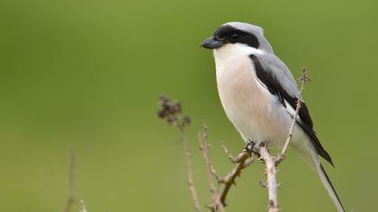 Karaalınlı örümcekkuşu