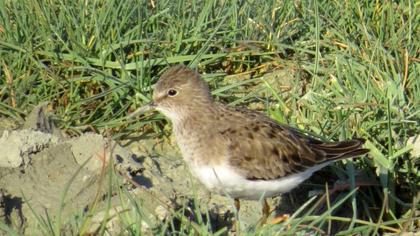 Sarıbacaklı kumkuşu