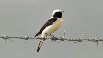 Karakulaklı kuyrukkakan