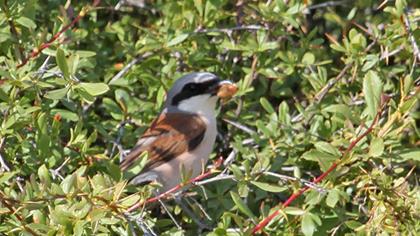Kızılsırtlı örümcekkuşu