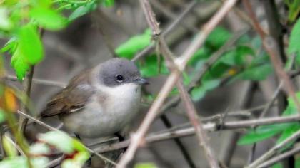Küçük akgerdanlı ötleğen