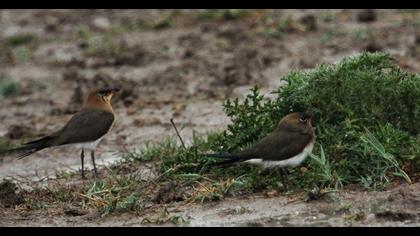 Bataklıkkırlangıcı
