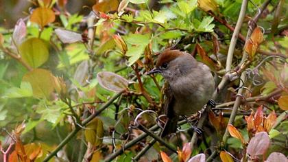 Karabaşlı ötleğen