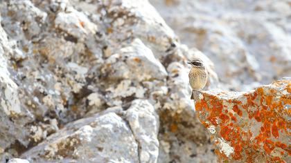 Sürmeli dağbülbülü