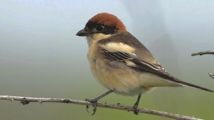 Kızılbaşlı örümcekkuşu