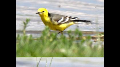 Sarıbaşlı kuyruksallayan