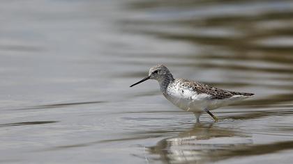Bataklık düdükçünü