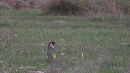 European Green Woodpecker