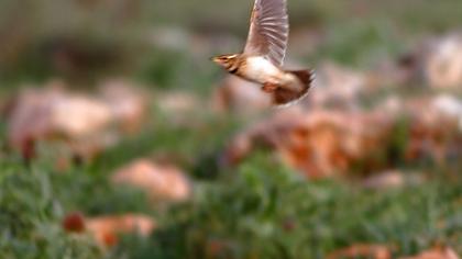 Küçük boğmaklı toygar