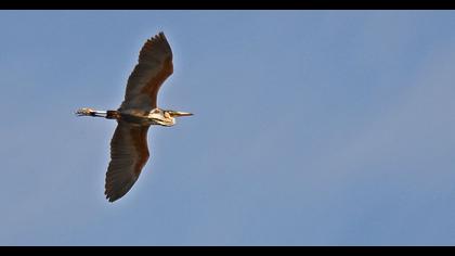 Erguvani balıkçıl