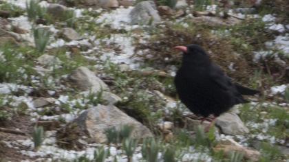 Kırmızıgagalı dağ kargası