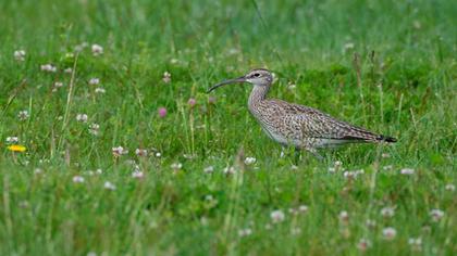Whimbrel