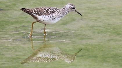 Orman düdükçünü