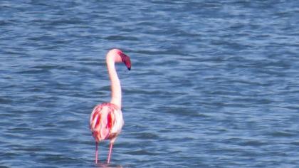 Küçük flamingo