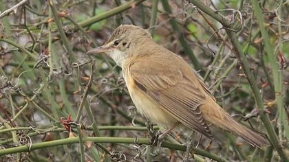 Büyük kamışçın