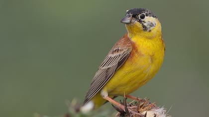 Karabaşlı kirazkuşu