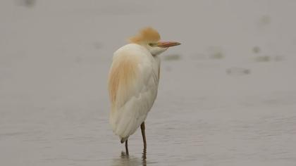 Sığır balıkçılı