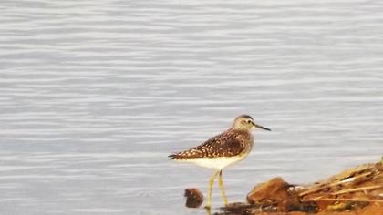 Orman düdükçünü